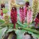 BULB EUCOMIS PINEAPPLE LILY MIX