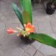 CLIVIA 6