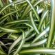 SPIDER PLANT 3.5