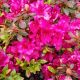 AZALEA GIRARDS FUCHSIA #3