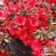 AZALEA HOT SHOT #3