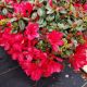 AZALEA RED RED #3