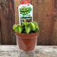 CARNIVOROUS VENUS FLY TRAP