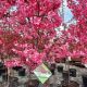CRABAPPLE SHOWTIME #7