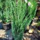 JUNIPER BLUE ARROW #3