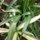 SPIDER PLANT 6