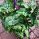 NEPHTHYTIS HANGING BASKET 6