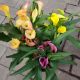 CALLA LILY 6