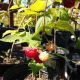 RASPBERRY RED SEPTEMBER #2