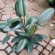 RUBBER PLANT 6