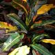 CROTON 10