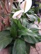 PEACE LILY 8
