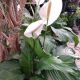 PEACE LILY 8