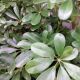 SCHEFFLERA  ARBORICOLA 10