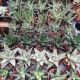 HAWORTHIA 2