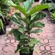 FICUS LYRATA BUSH [FIDDLE LEAF FIG]