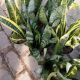 SNAKE PLANT 6