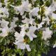 AZALEA DELAWARE VALLEY #3