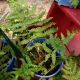 FERN CINNAMON #1