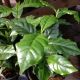 COFFEE PLANT 4