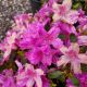 AZALEA CORSAGE #3