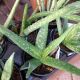 ALOE VERA 4