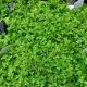FERN 3.5