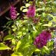 BUTTERFLY BUSH MISS RUBY #3