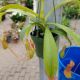 CARNIVOROUS 4