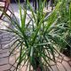 DRACAENA 10