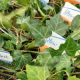 ENGLISH/BALTIC IVY 3/3.5