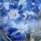 CHIONODOXA BLUE GIANT 20PP