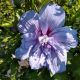 ROSE OF SHARON BLUE CHIFFON #3