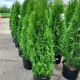 ARBORVITAE EMERALD GREEN #7