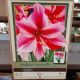 AMARYLLIS GERVASE