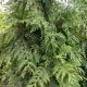 ARBORVITAE GREEN GIANT #15