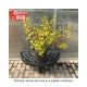 SUMAC FRAGRANT GRO-LOW #3