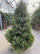 FRASER FIR 6-8' CUT