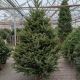FRASER FIR 7-8' CUT