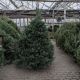 CONCOLOR FIR 7-8' CUT