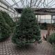 CONCOLOR FIR 8-9' CUT