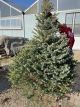 BLUE SPRUCE 6-7' CUT