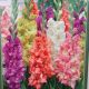 BULB GLADIOLUS PARROT MIX