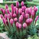 BULB LIATRIS VIOLET