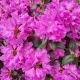 RHODODENDRON PJM ELITE #10