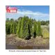 ARBORVITAE EMERALD GREEN 9'-10