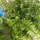 FERN 10