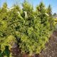 ARBORVITAE GREEN GIANT #10