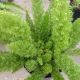 FERN FOXTAIL