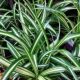 SPIDER PLANT 5